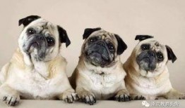 巴哥爆料新世界视频播放,新世界视频播放背后的秘密