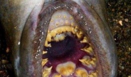 杀人七鳃鳗在线观看,揭秘杀人七鳃鳗的惊悚真相