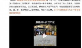 爆料武汉视频,揭秘城市真实面貌