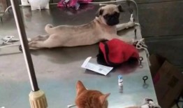 巴哥爆料新世界视频播放,新世界视频播放背后的秘密