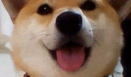 狗头吃瓜素材视频下载免费