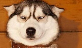 狗头吃瓜素材视频下载免费