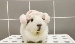 初恋豚鼠漫画,甜蜜校园的纯真爱情故事