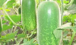 荷兰网红吃瓜视频大全集,揭秘荷兰网红圈那些事儿